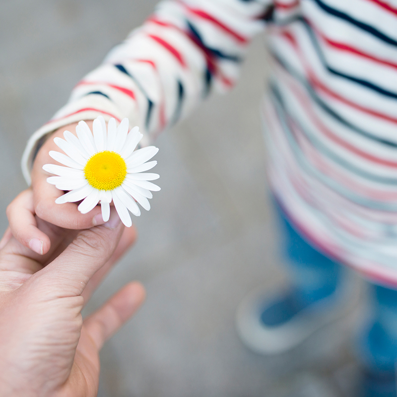 A propos - Parent and child hands handing white flower